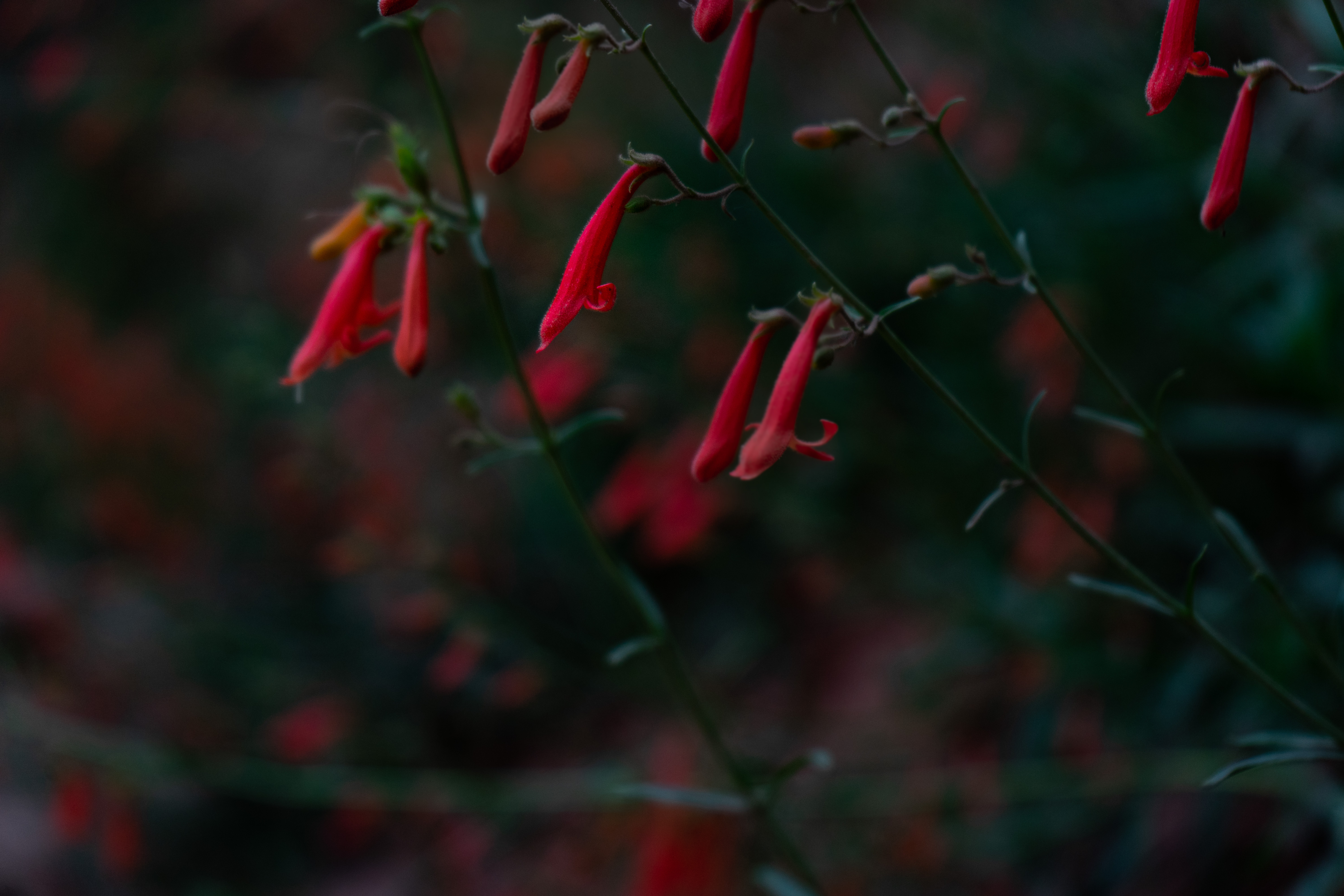Red penstemon flowers